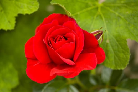 Red rose in the garden