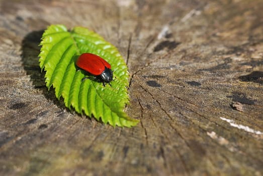 red beetle