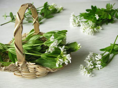 Woodruff,Galium odoratum