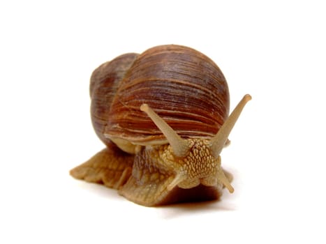 Vineyard snail (Helix Pomatia)