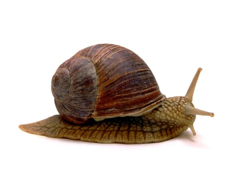 Vineyard snail (Helix Pomatia)