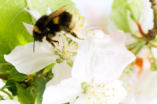 Bumblebee on a flower