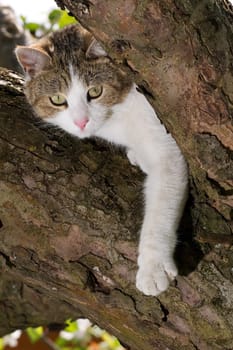 Cat on tree