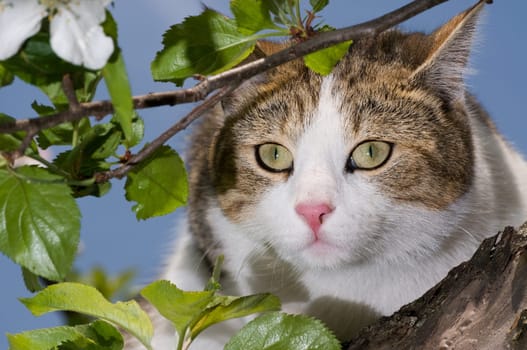 Cat on tree