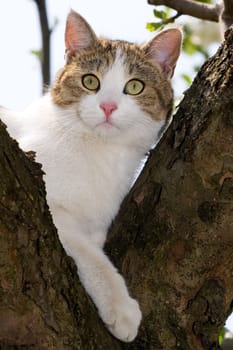 Cat on tree