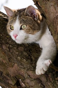 Cat on tree