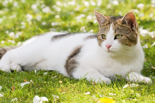 Cat lying in the garden