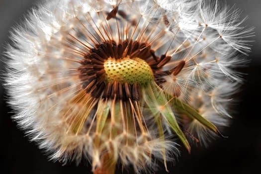Dandelion.....