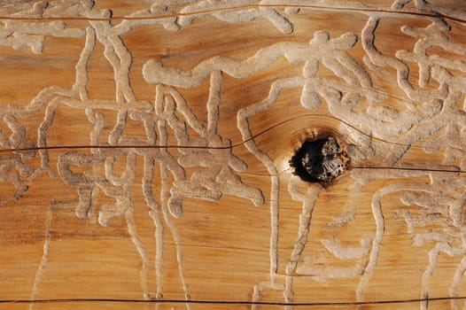 Bark beetle