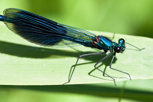 Banded demoiselle