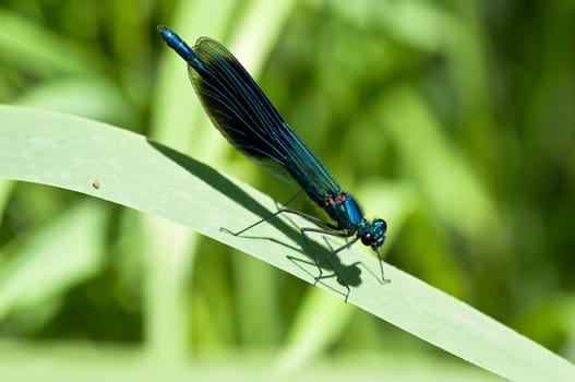 Banded demoiselle
