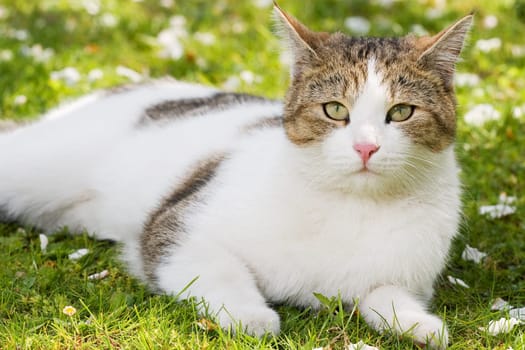 Cat lying in the garden