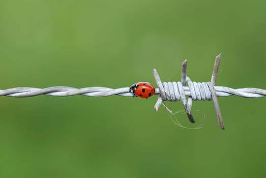 Ladybird