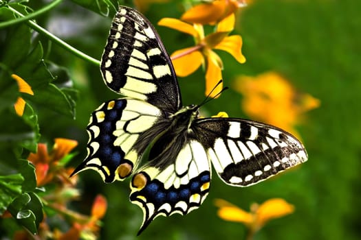 Swallowtail..