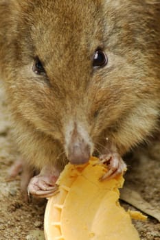 mousie