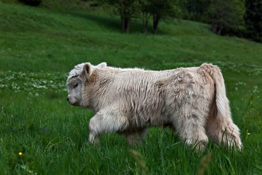Highland cattle calves..............