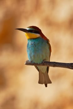 European bee-eater on a branch