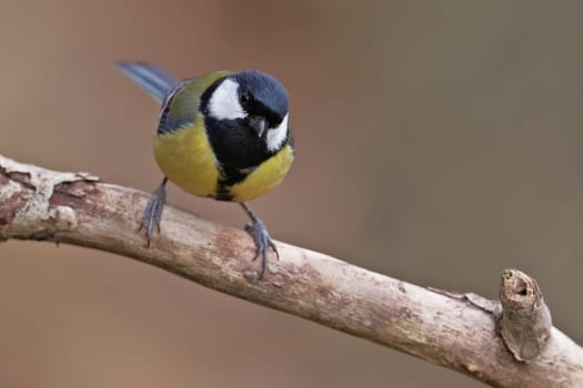 Great Tit, Parus major