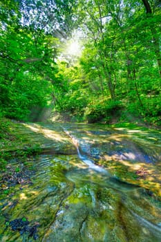 Sunshine in the forest
