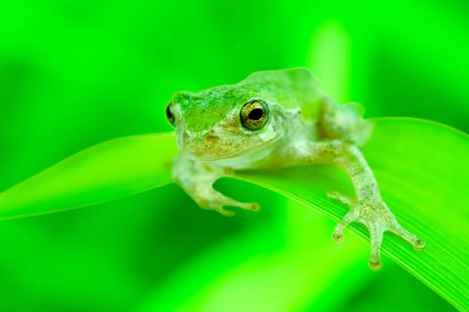 Green frog