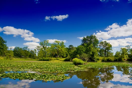 Summer landscape