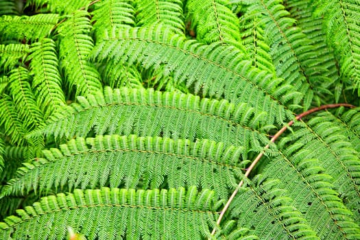 Fern