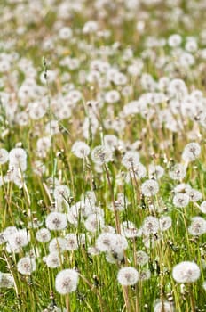 Dandelions - Taraxacum