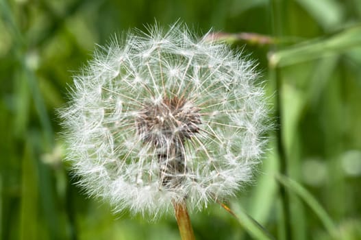 Dandelion - Taraxacum