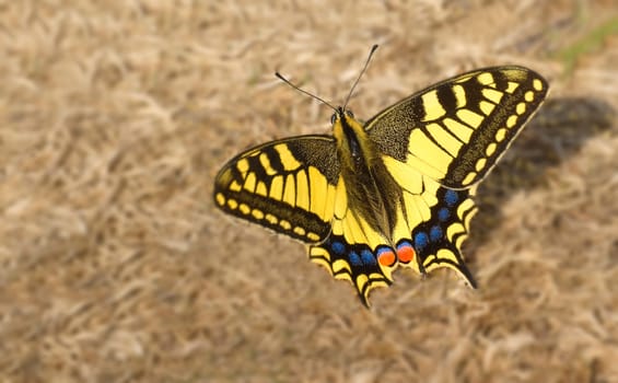Swallowtail