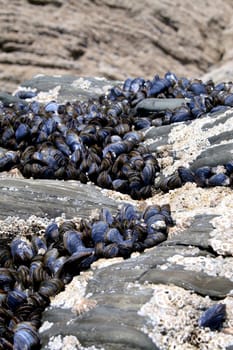 Mussels