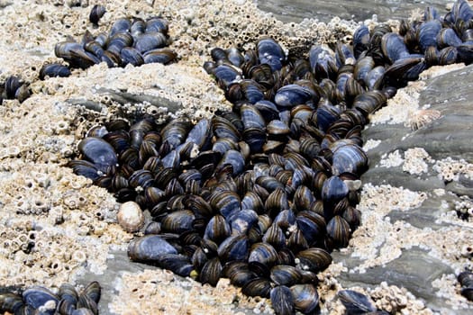 Mussels