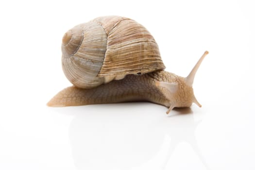 Snail
