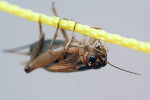 Cricket