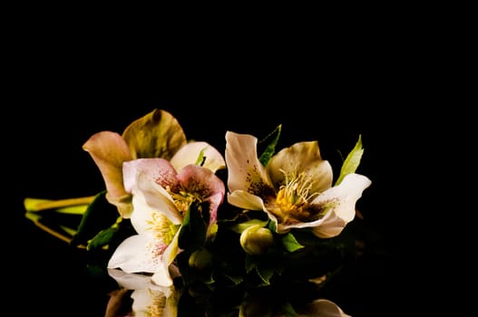 Christmas roses lying down
