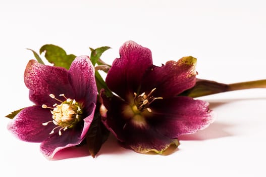 Christmas roses lying down