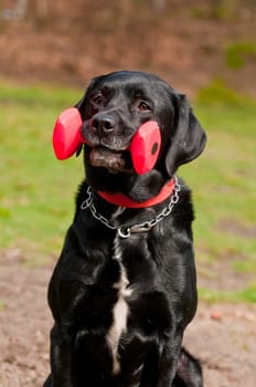 Black dog doing dog sport