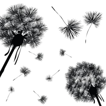 Dandelions