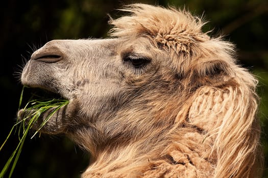 Bactrian camel