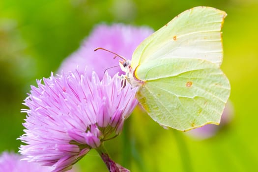 Brimstone butterfly