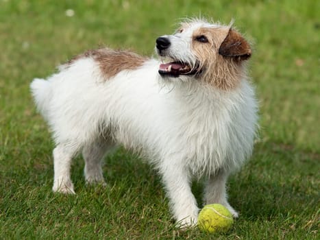 Jack Russell Terrier