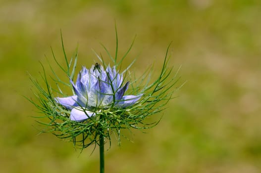 Nigella damascena