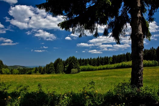 Upland meadow....
