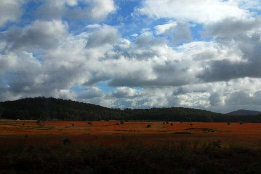 Bulahdelah Red Grass