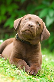 Puppy - labrador retriever
