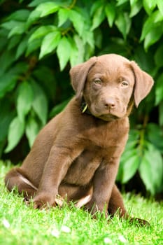 Puppy - labrador retriever