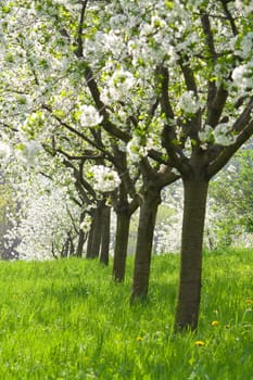 Orchard - spring trees