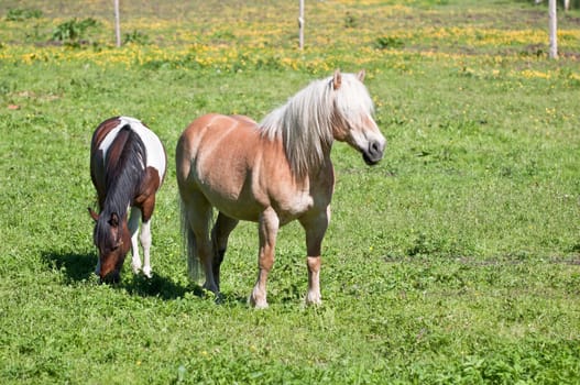 Horses