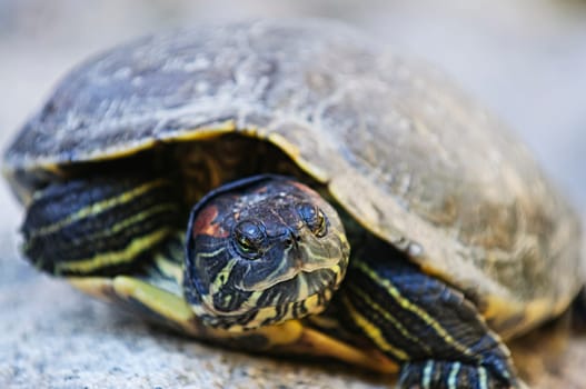 Red eared slider turtle