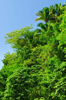 Tropical jungle background