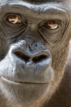 Gorilla Portrait